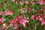 Gaura linderheimi 'Siskiyou Pink' - Pink flowered perennial